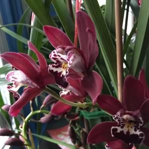 Meet your Posher, Steven